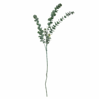 Tige d’EUCALYPTUS verte