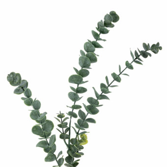 Tige d’EUCALYPTUS verte
