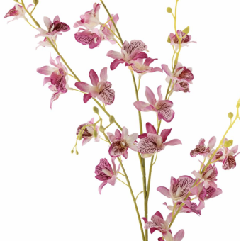 Tige d'ORCHIDÉE rose