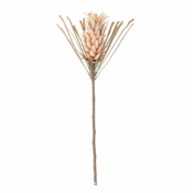Tige de fleur de palmier Tige de fleur de palmier