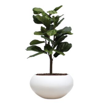Plante en pot LYRATA 101 cm