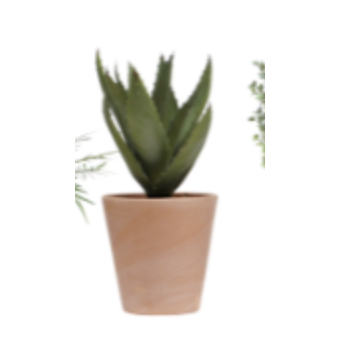 Pots végétalisés
