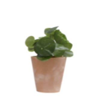 Pots végétalisés