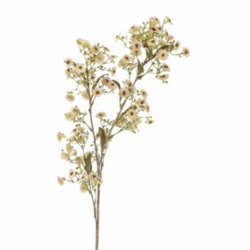 Tige de WAXFLOWER