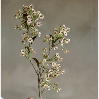 Tige de WAXFLOWER