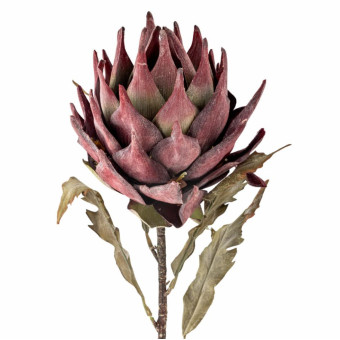 Tige de PROTEA