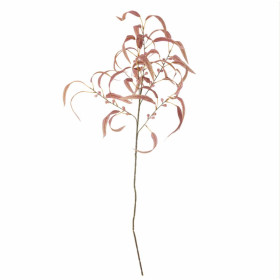 Tige d’EUCALYPTUS rouge Tige d’EUCALYPTUS rouge