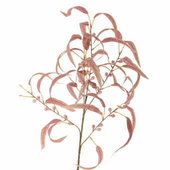 Tige d’EUCALYPTUS rouge