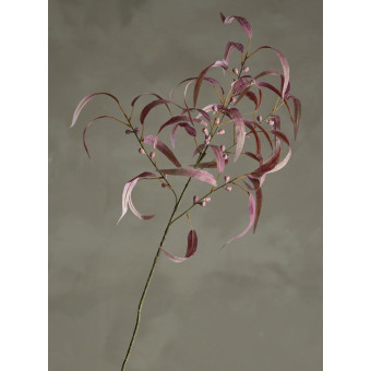 Tige d’EUCALYPTUS rouge