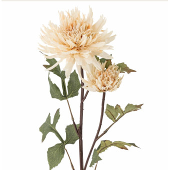 Tige de CHRYSANTHÈME