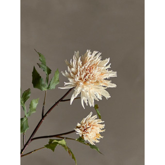 Tige de CHRYSANTHÈME