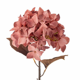 Tige d’HORTENSIA rose