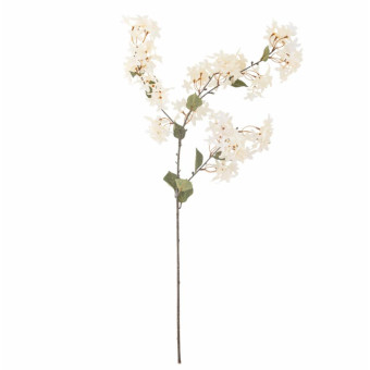 Tige de MYRTE blanche