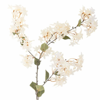 Tige de MYRTE blanche