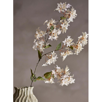 Tige de MYRTE blanche