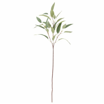 Tige simple de feuilles d’EUCALYPTUS verte