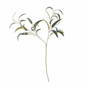 Tige multiple de feuilles d’EUCALYPTUS verte