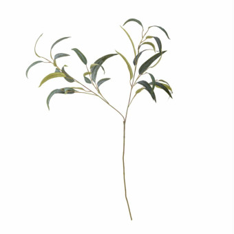 Tige multiple de feuilles d’EUCALYPTUS verte