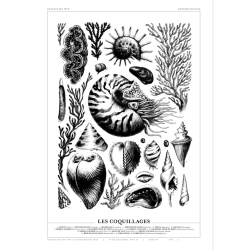 Affiche LES COQUILLAGES