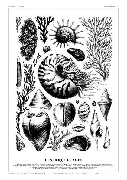 Affiche Les coquillages- Amandine Delaunay